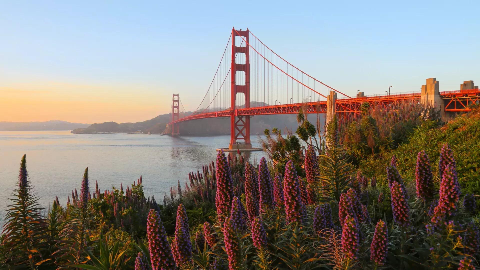 A Ponte Golden Gate é retratada com grandes flores em primeiro plano.